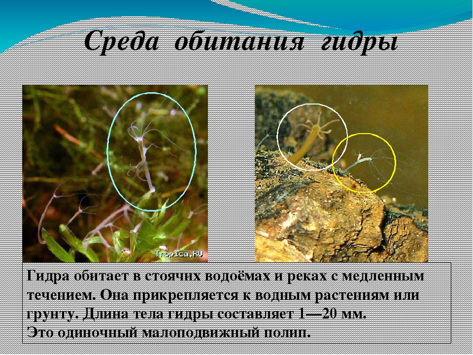 Что такое кракен маркетплейс